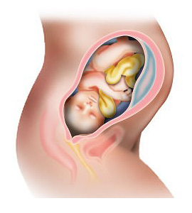 Pregnancy Calendar: Week 39 - Makchic